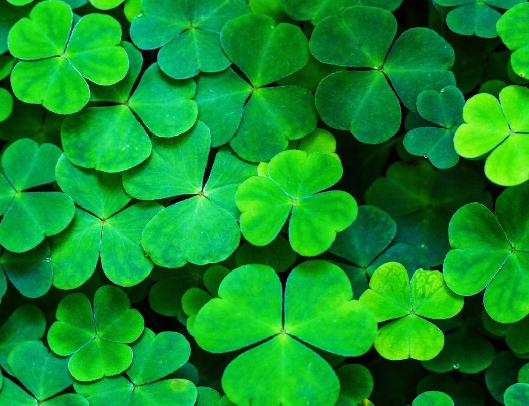 Green Before the Cross