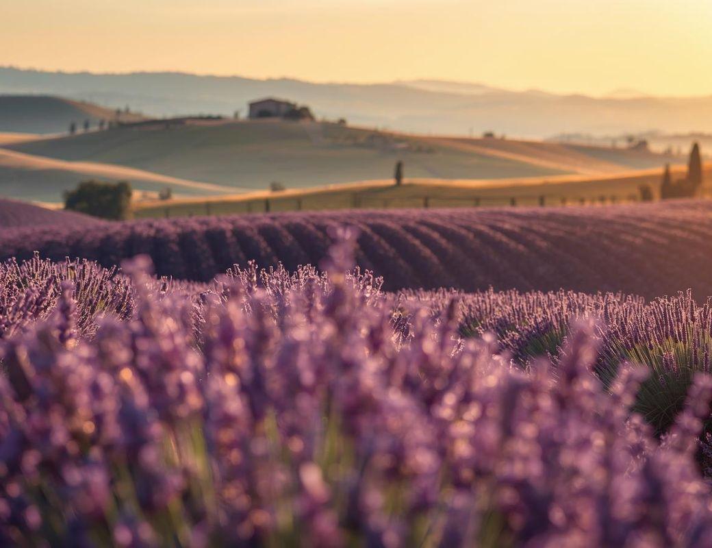The flower that makes you say relax even before you breathe it in