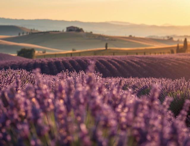 The flower that makes you say relax even before you breathe it in