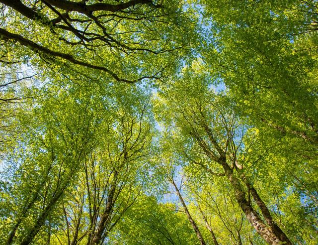Healing with nature