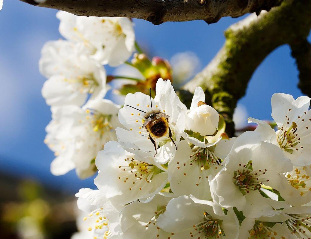 The Magic of Spring