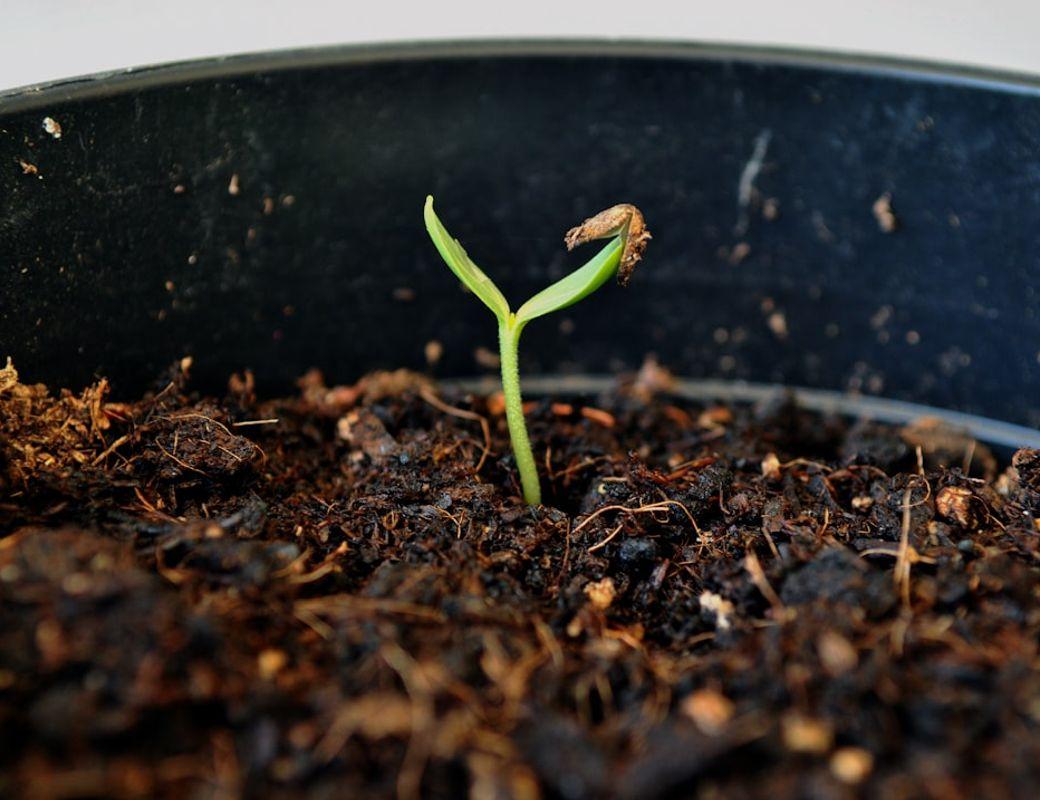 Spring Equinox Rituals: Simple Ways to Resurface
