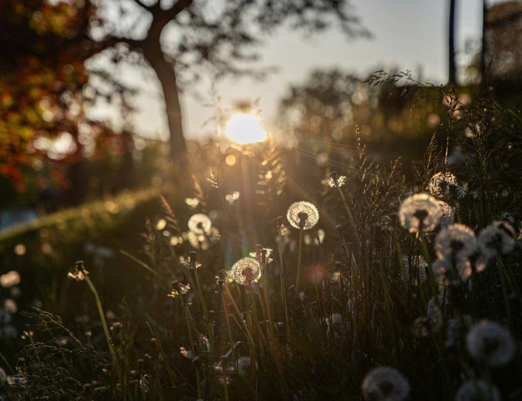 Ostara: A Simple Guide to Celebrating the Spring 