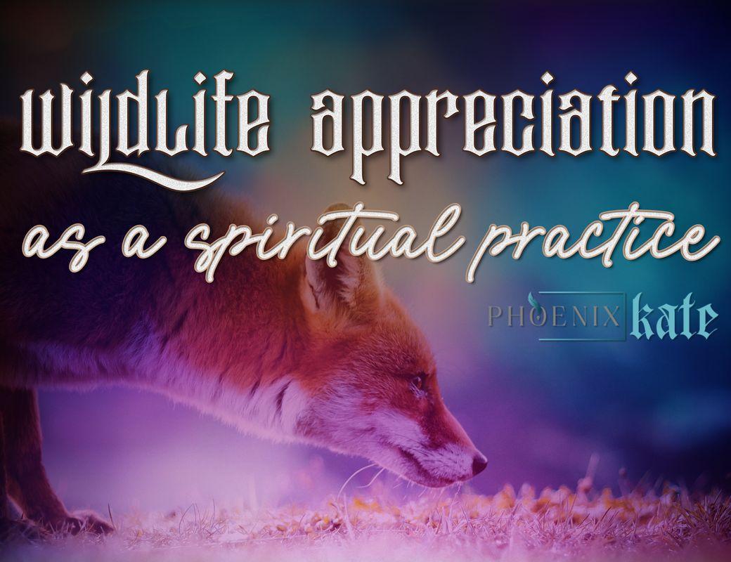 Wildlife Appreciation as Spiritual Practice