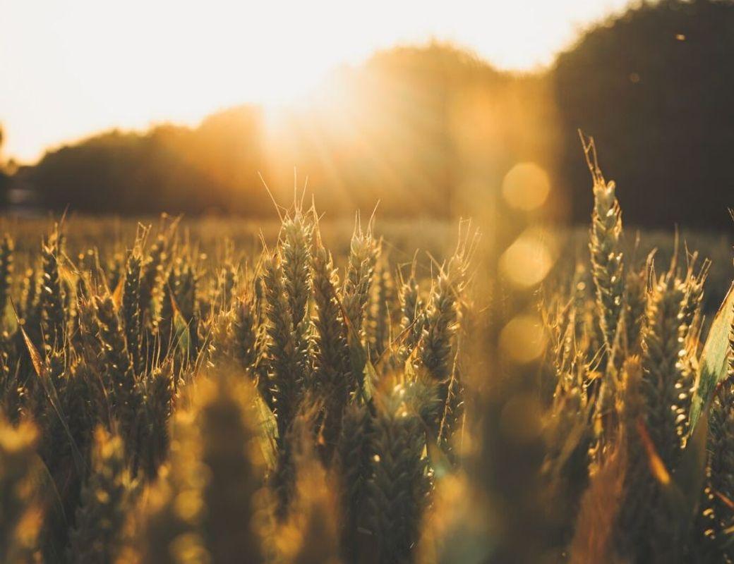 The First Harvest Awakens: Lammas.