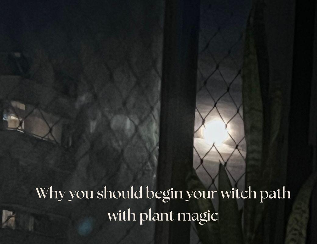 A guide to herbalism