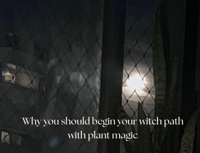 A guide to herbalism
