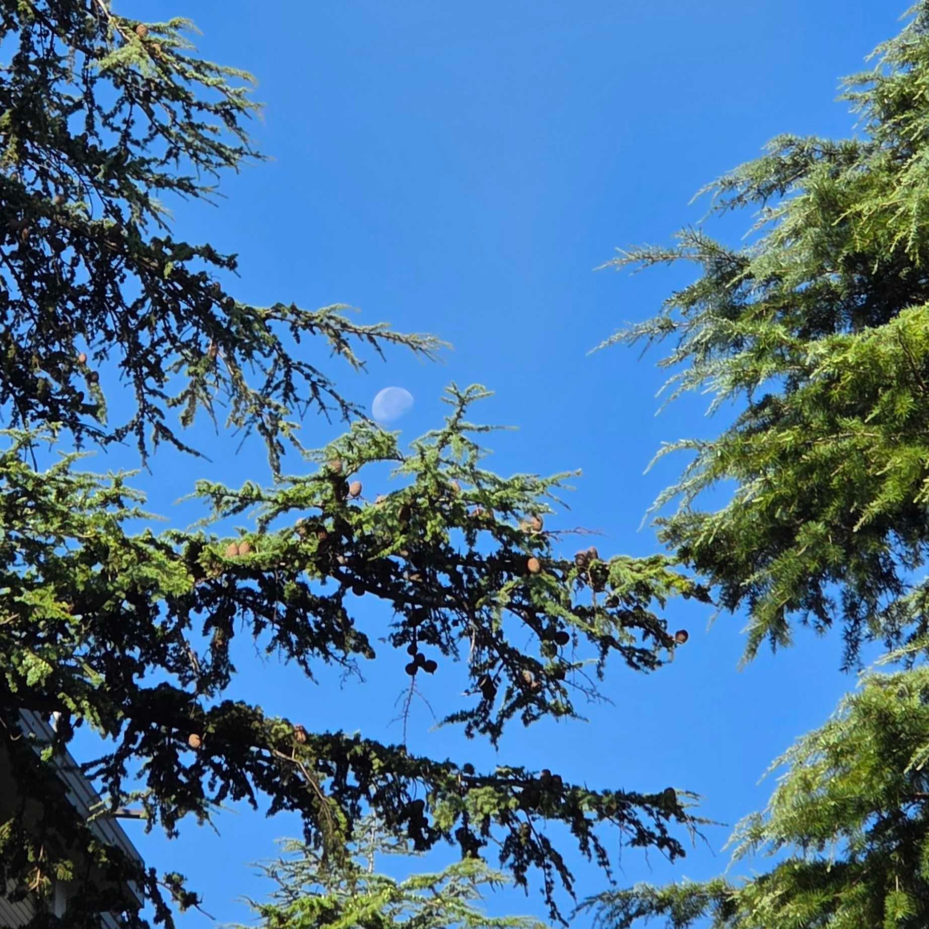The Moon over Trieste, Italia — waning gibbous, Lunar Day 20