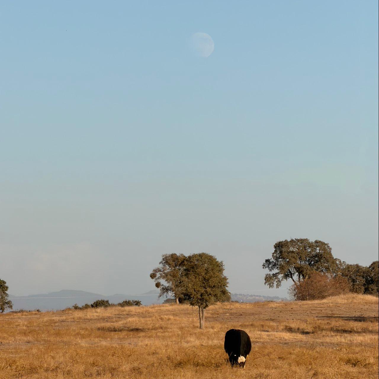 The Moon over Burson, United States — waxing gibbous, Lunar Day 13