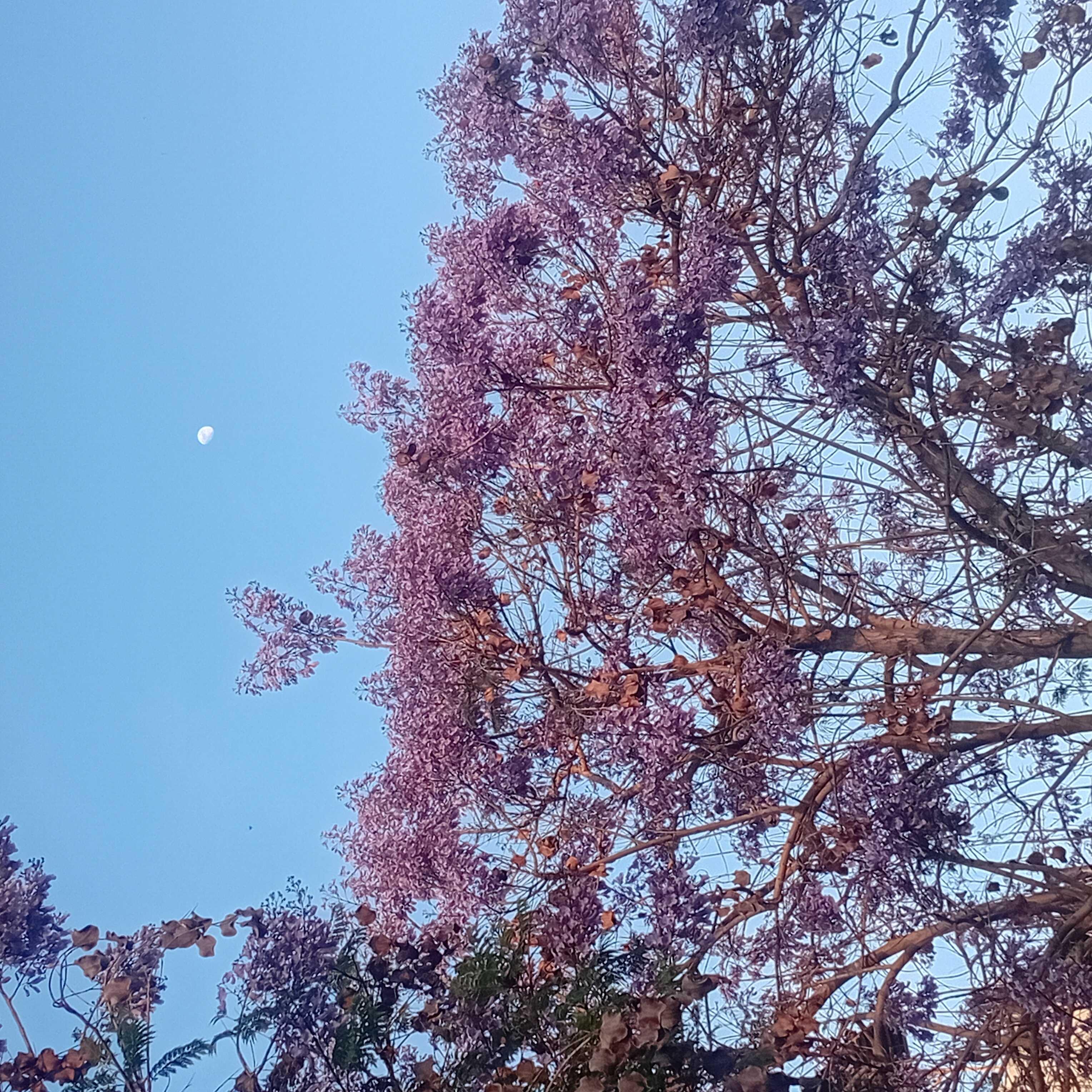 The Moon over Türkiye — waxing gibbous, Lunar Day 11