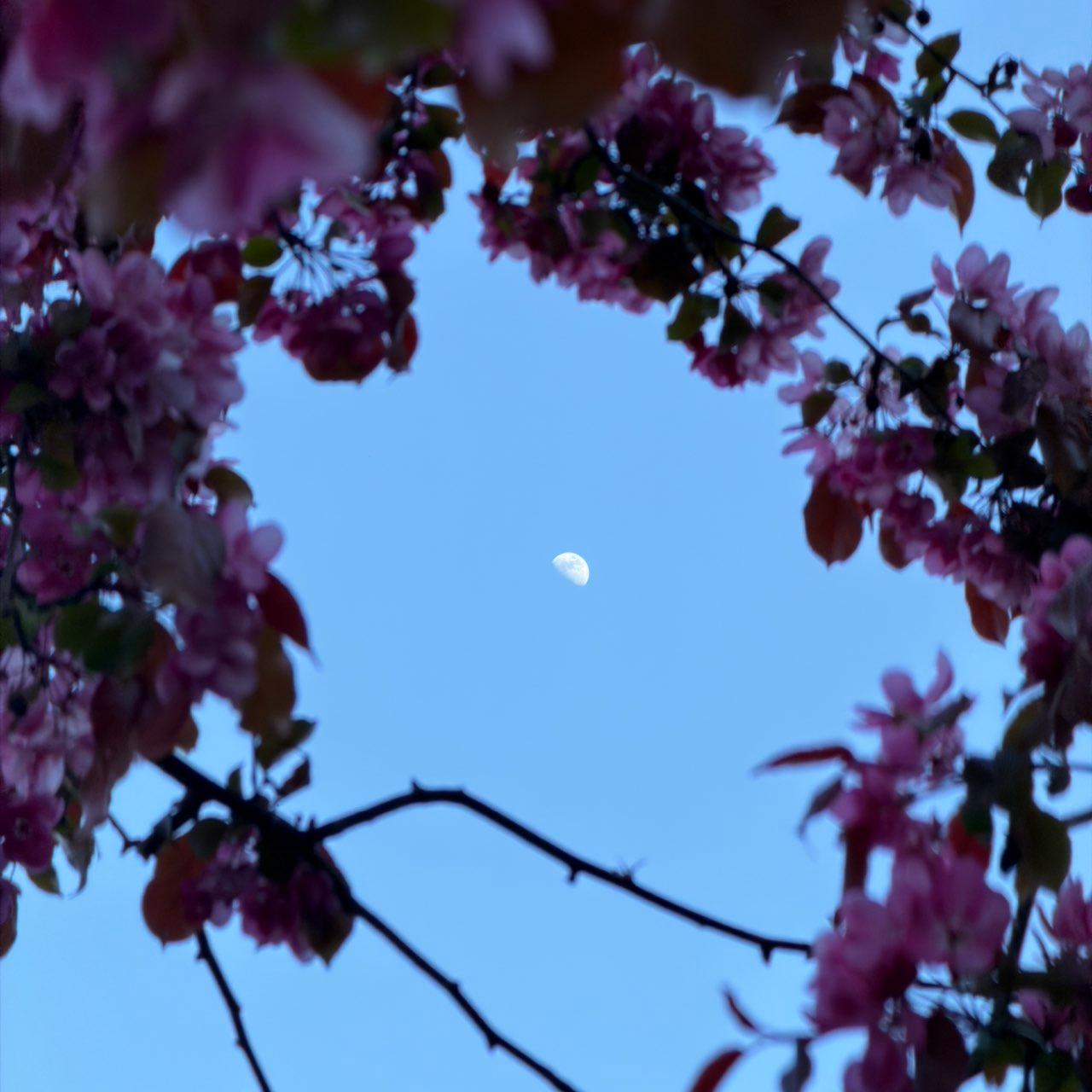 The Moon over Konstanz, Deutschland — first quarter, Lunar Day 9