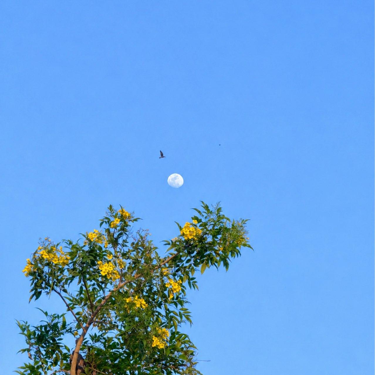 The Moon over Tegucigalpa, Honduras — waxing gibbous, Lunar Day 11