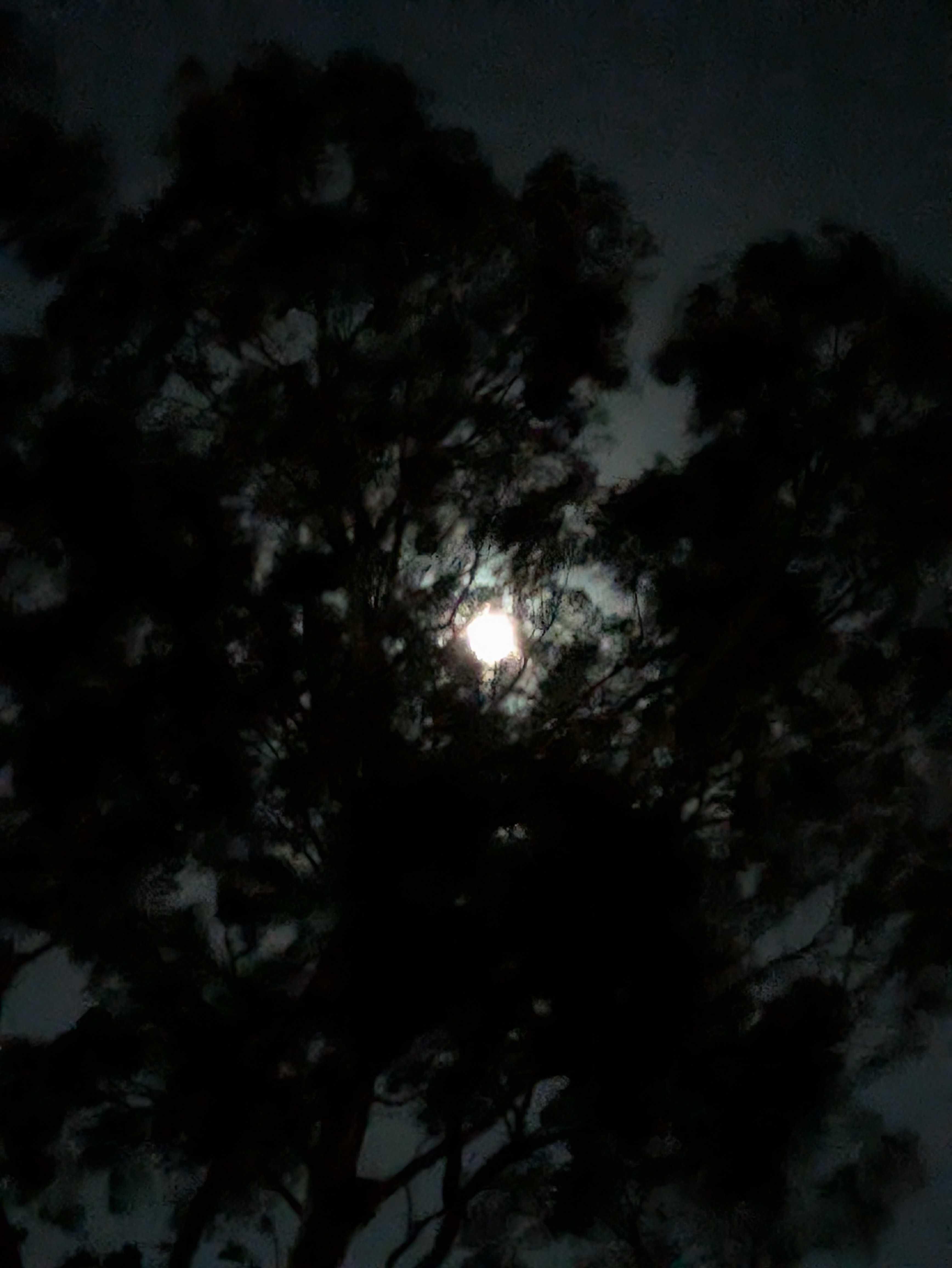 The Moon over Yangebup, Australia — full moon, Lunar Day 14