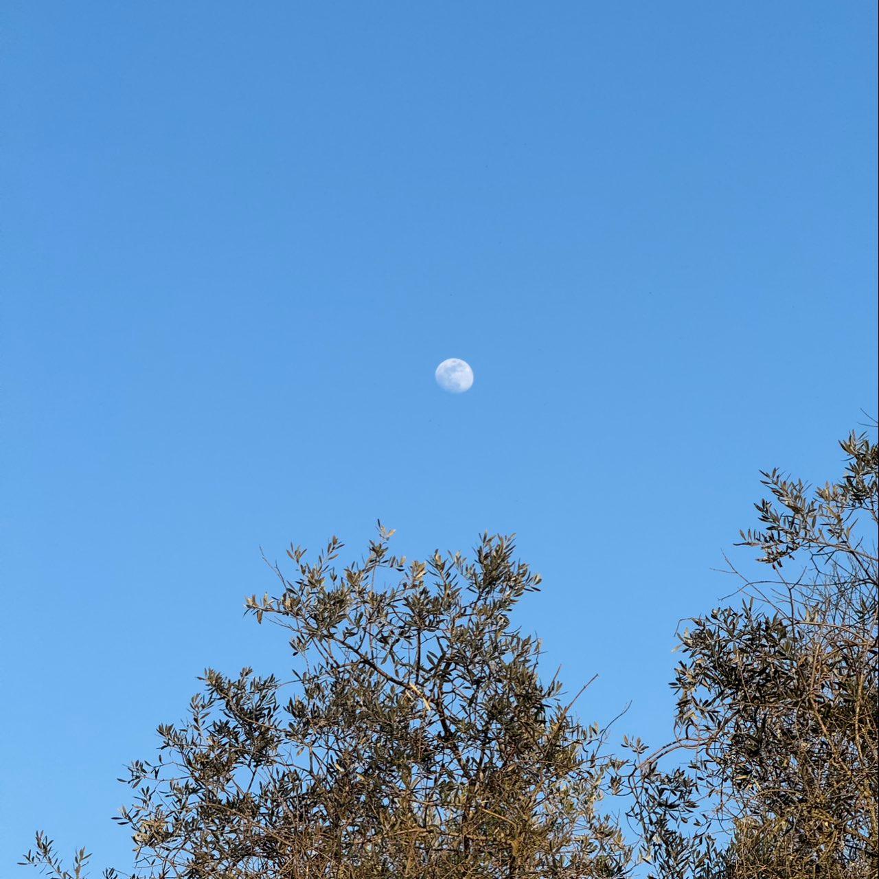 The Moon over Squinzano, Italia — waxing gibbous, Lunar Day 12
