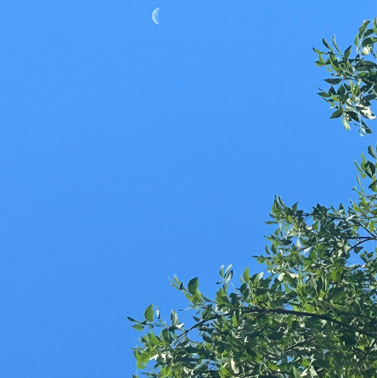 The Moon over Halifax, Canada — first quarter, Lunar Day 8