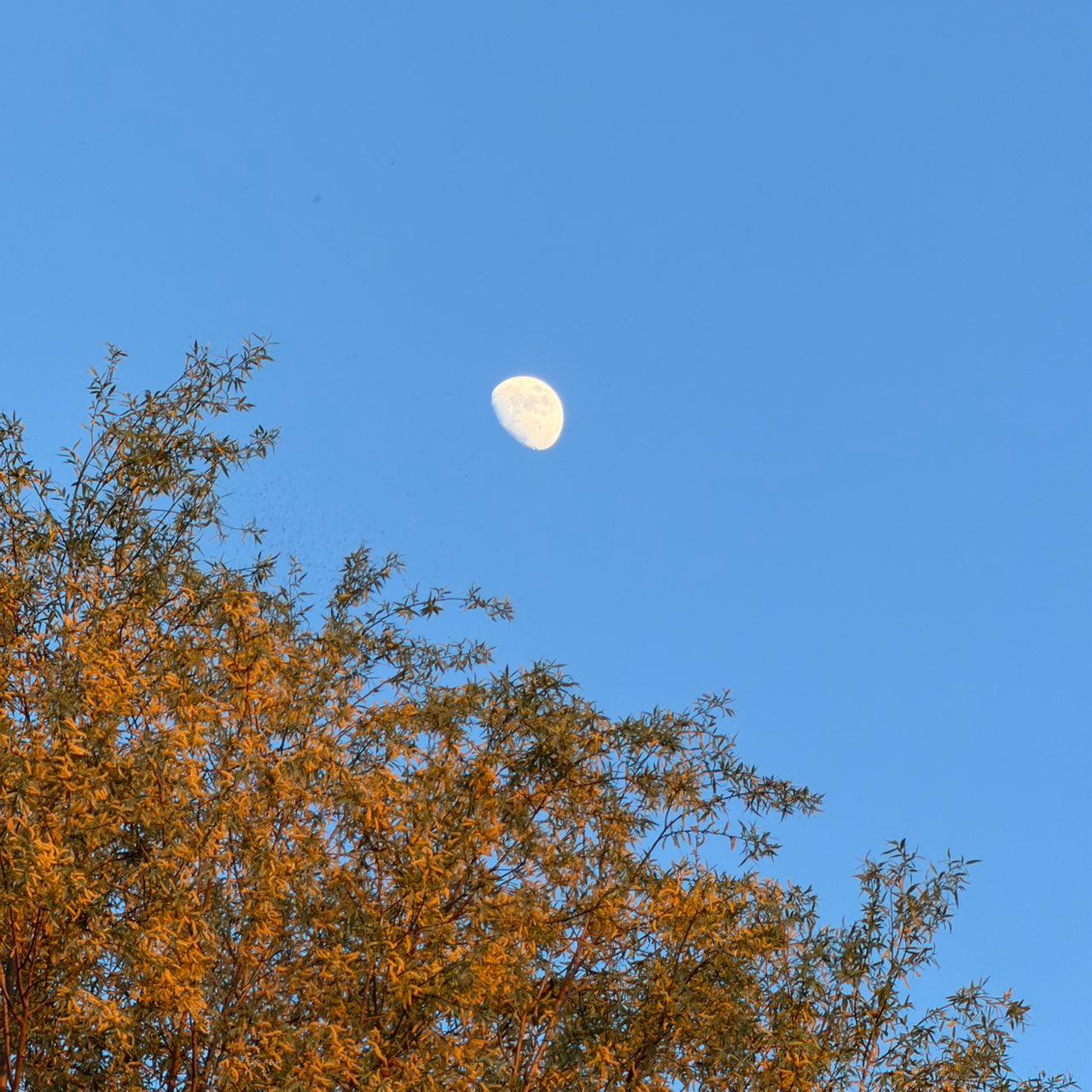 The Moon over Altendorf, Schweiz — waxing gibbous, Lunar Day 10