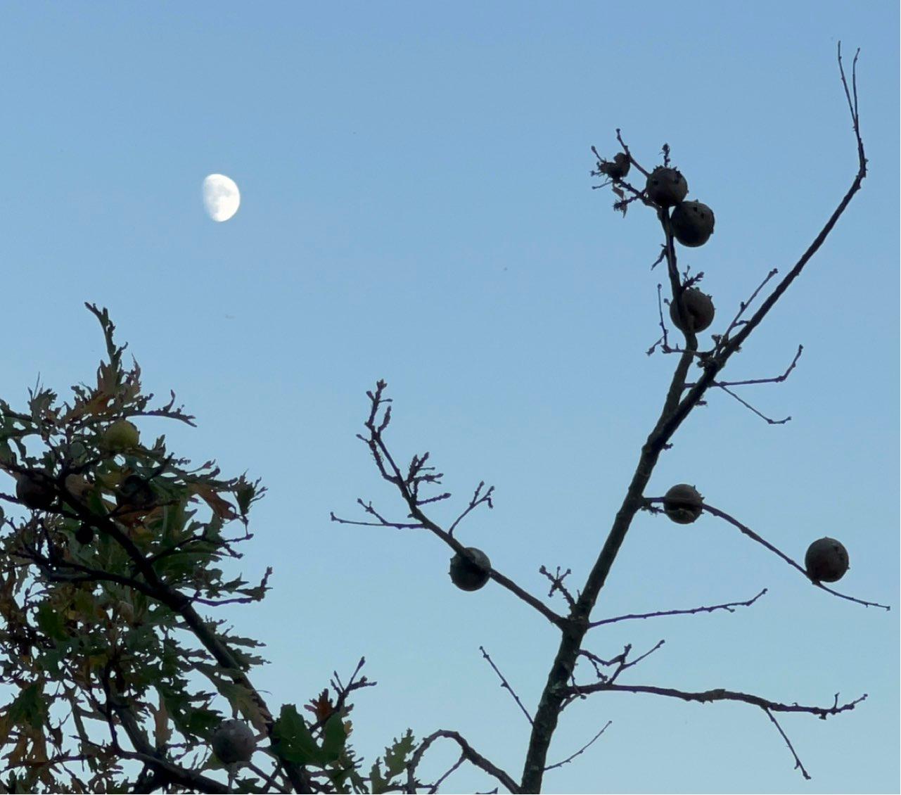The Moon over Cidadelhe, Portugal — waxing gibbous, Lunar Day 12