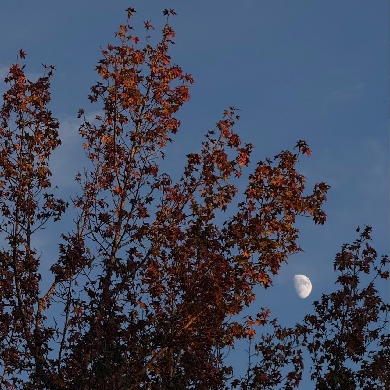 The Moon over Iuka, United States — waxing gibbous, Lunar Day 11