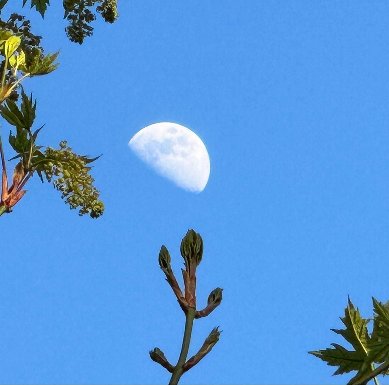 The Moon over Sunshine Coast, Canada — first quarter, Lunar Day 9