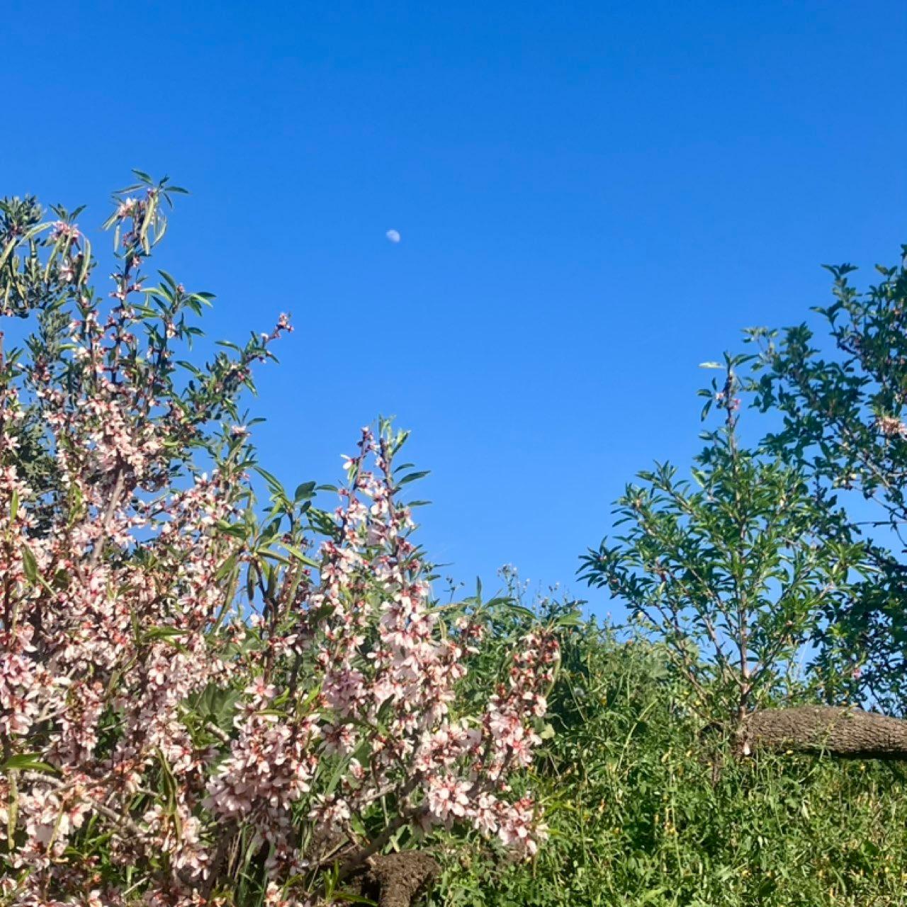 The Moon over Paterna, España — waxing gibbous, Lunar Day 10