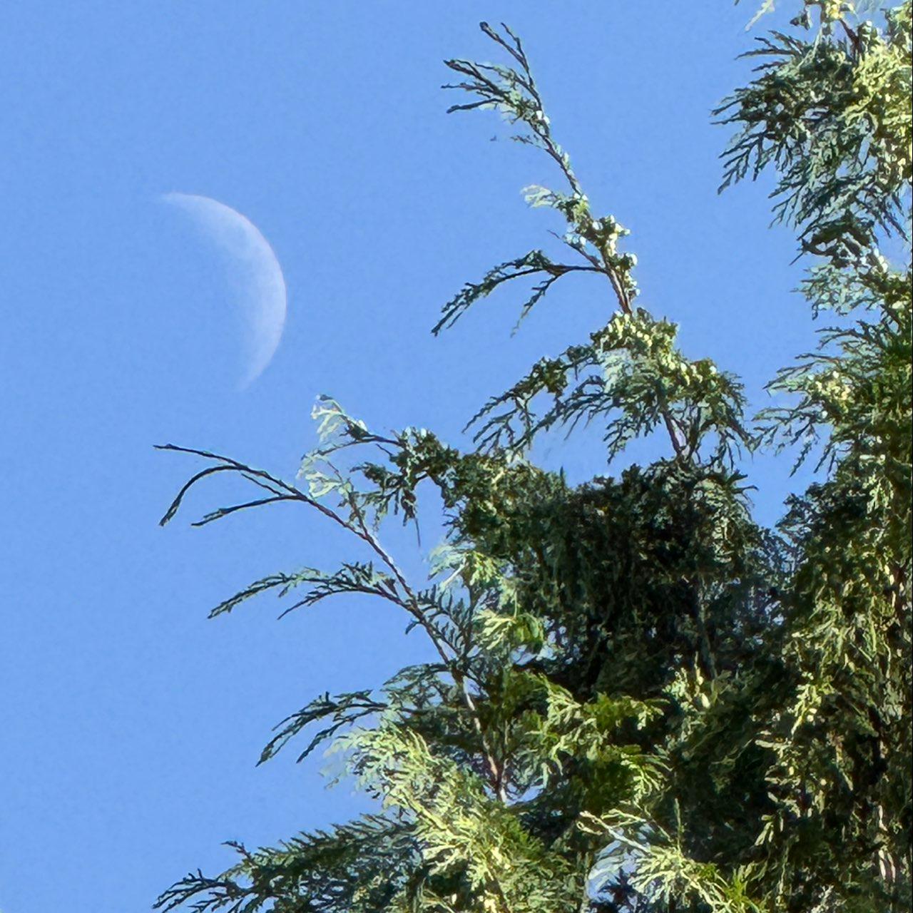 The Moon over Tofino, Canada — waxing crescent, Lunar Day 6