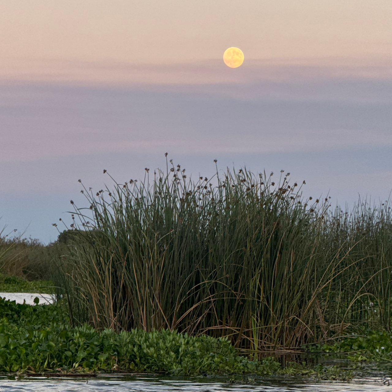 The Moon over Stockton, United States — full moon, Lunar Day 15