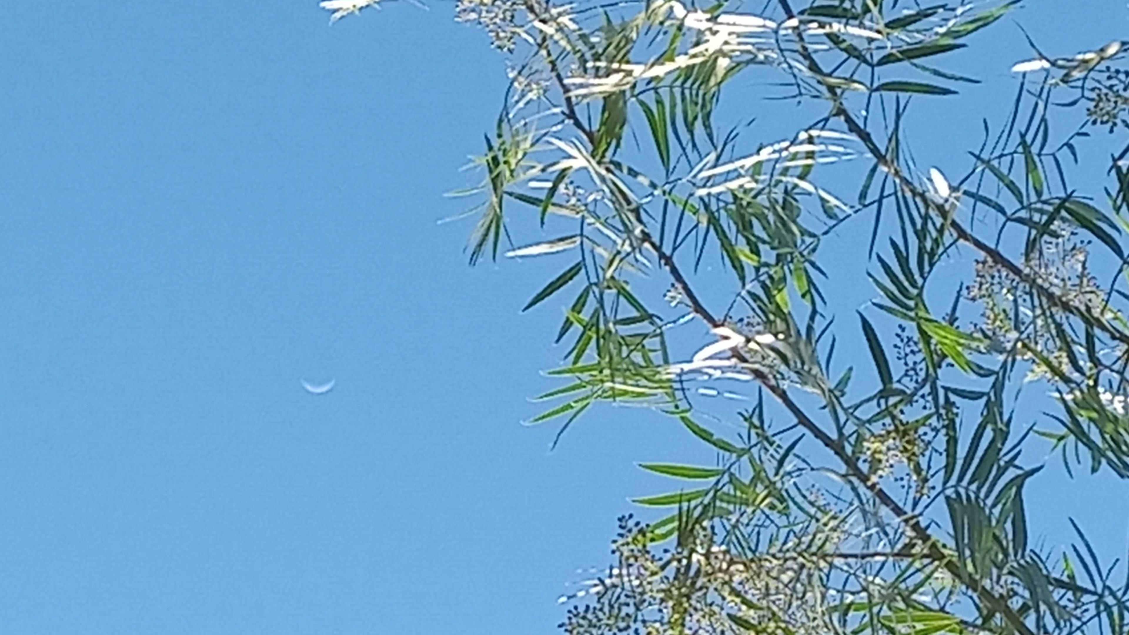 The Moon over Longchamps, Argentina — first quarter, Lunar Day 8