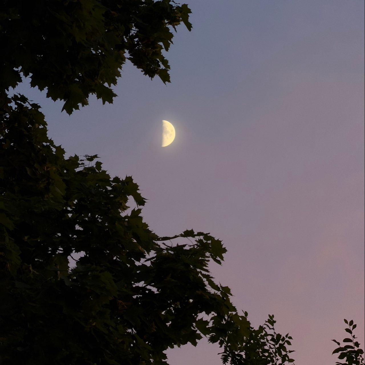 The Moon over Altendorf, Schweiz — first quarter, Lunar Day 8