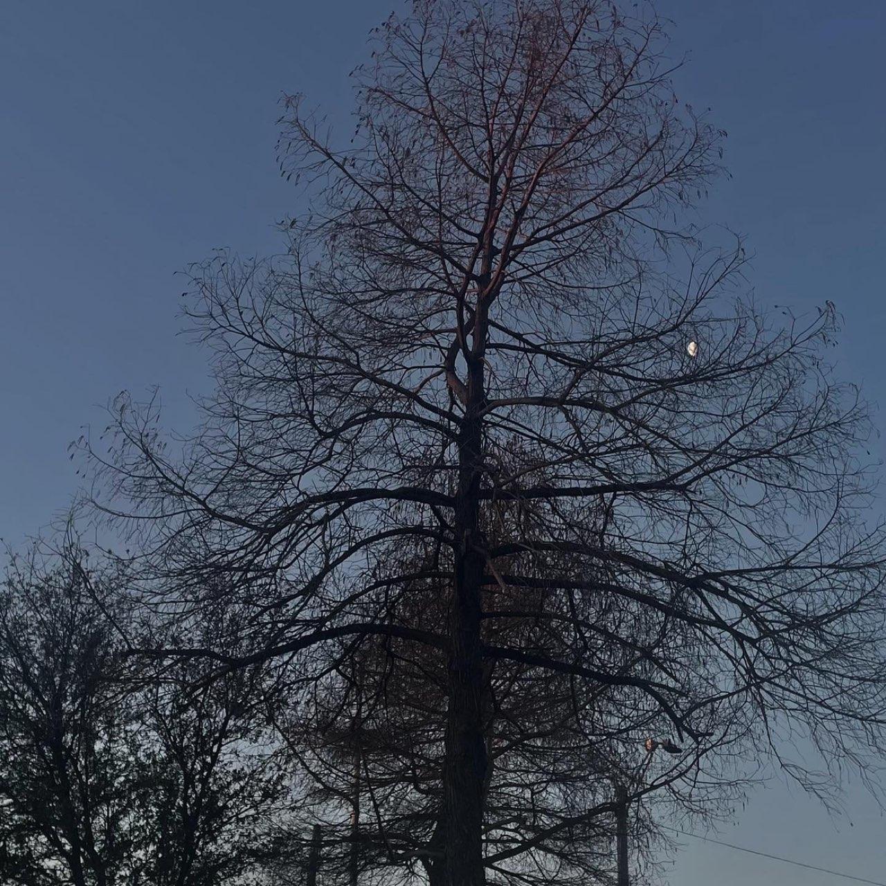 The Moon over Arlington, Estados Unidos — last quarter, Lunar Day 23
