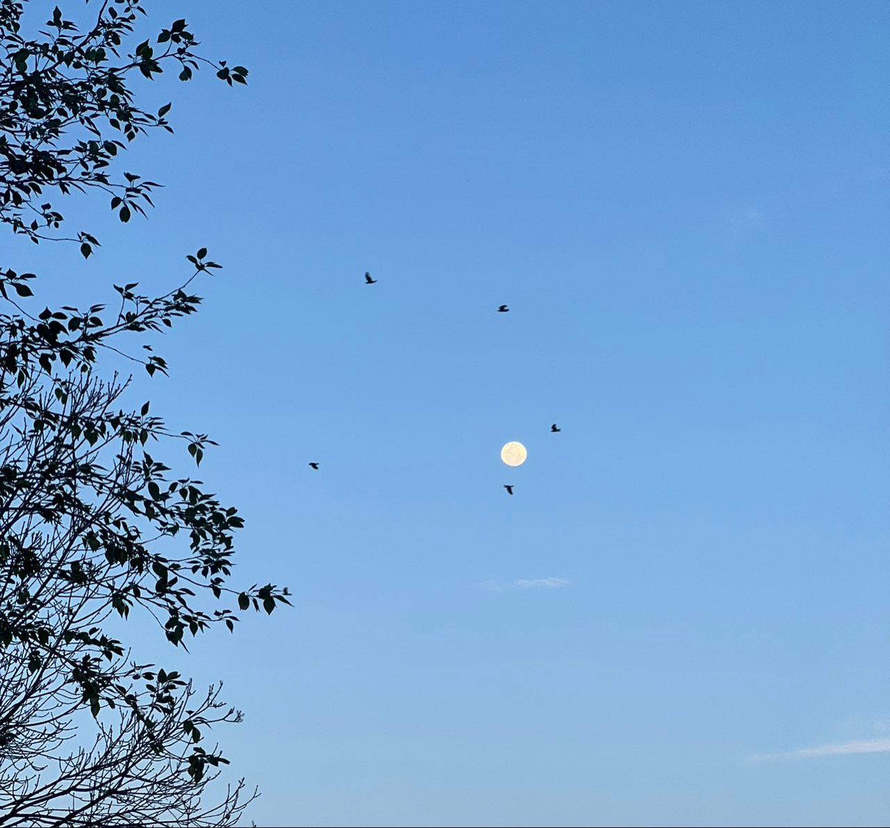 The Moon over Penrith, Australia — full moon, Lunar Day 15