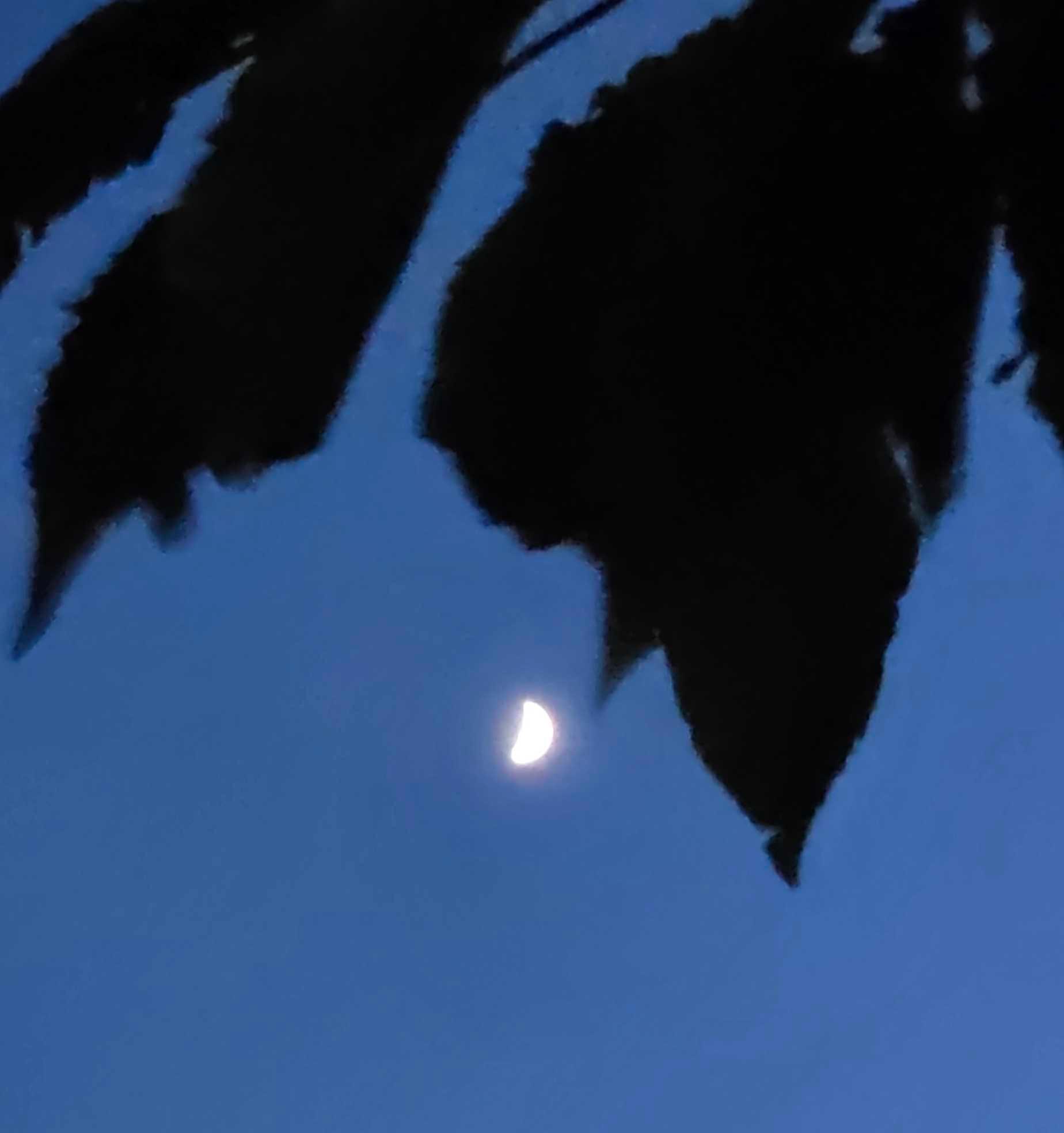 The Moon over Trieste, Italia — first quarter, Lunar Day 8