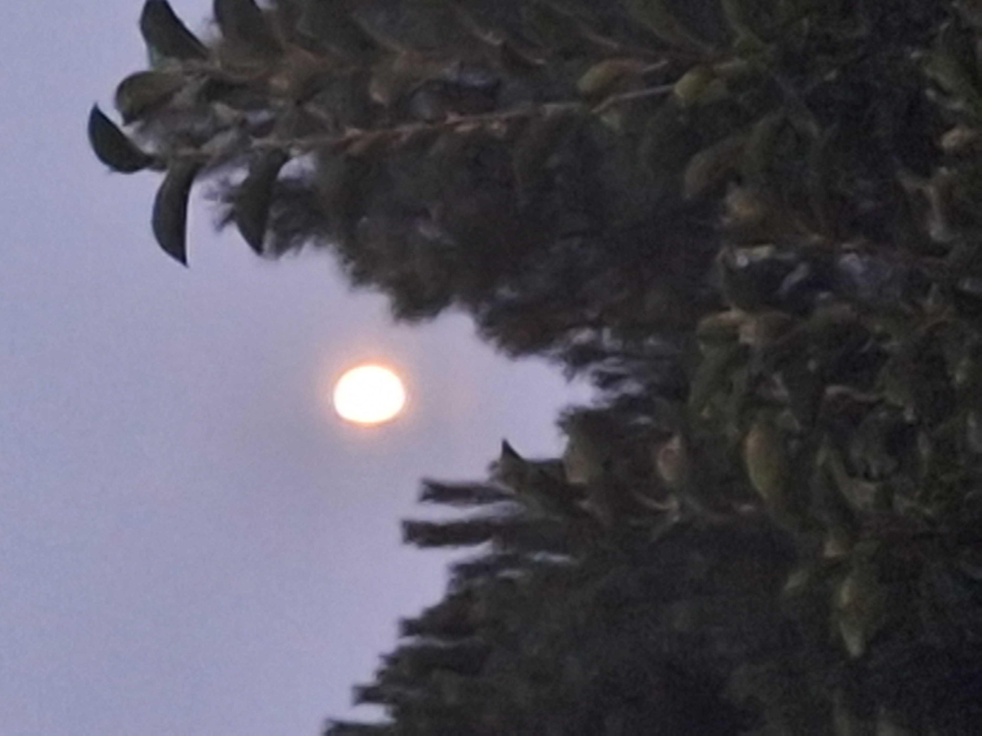 The Moon over Sejny, Poland — waxing gibbous, Lunar Day 12