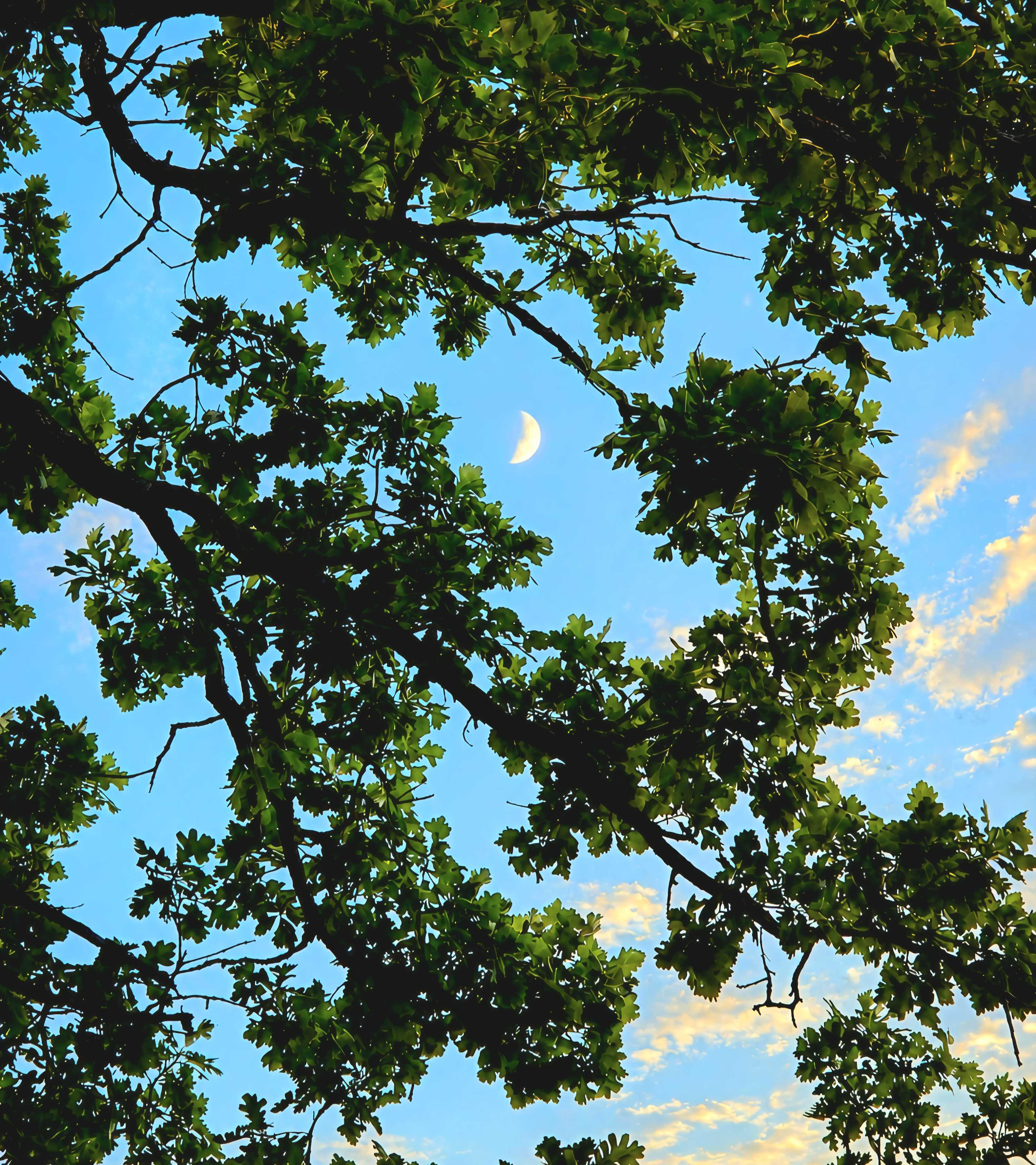 The Moon over Montello, United States — first quarter, Lunar Day 7