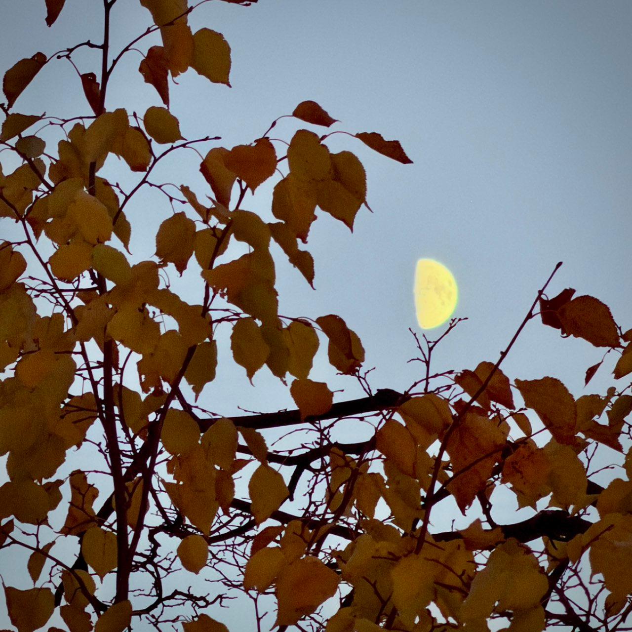The Moon over Ottawa, Canada — first quarter, Lunar Day 10