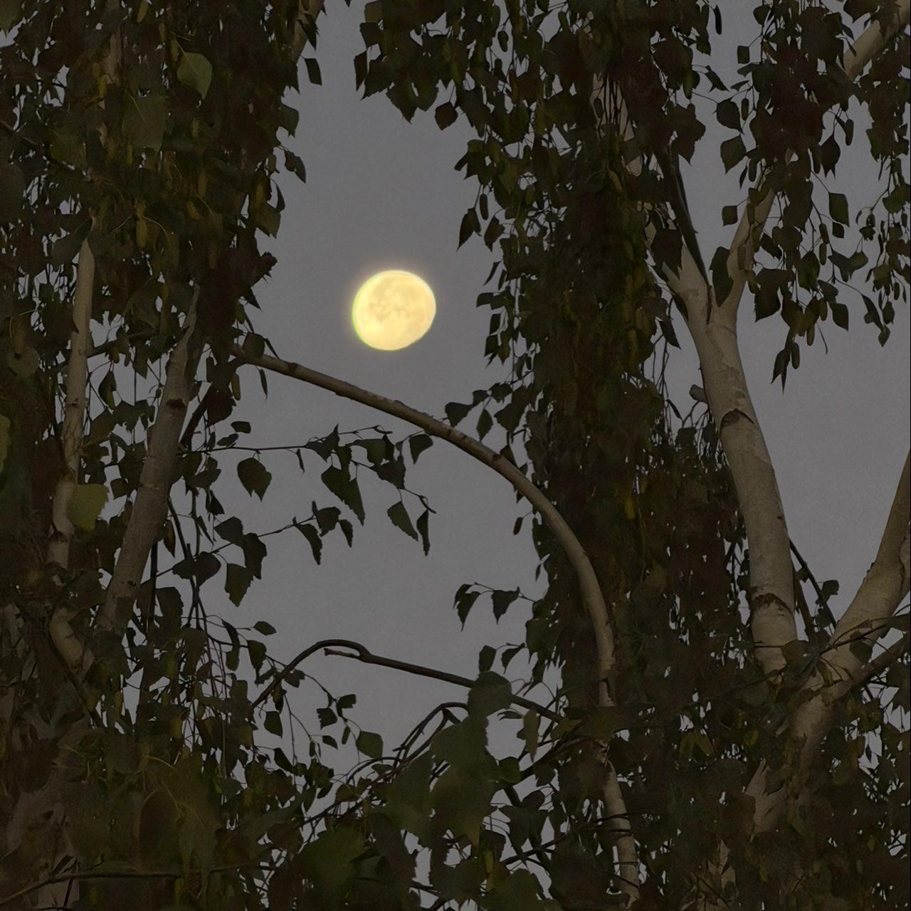 The Moon over Lodi, United States — waning gibbous, Lunar Day 19