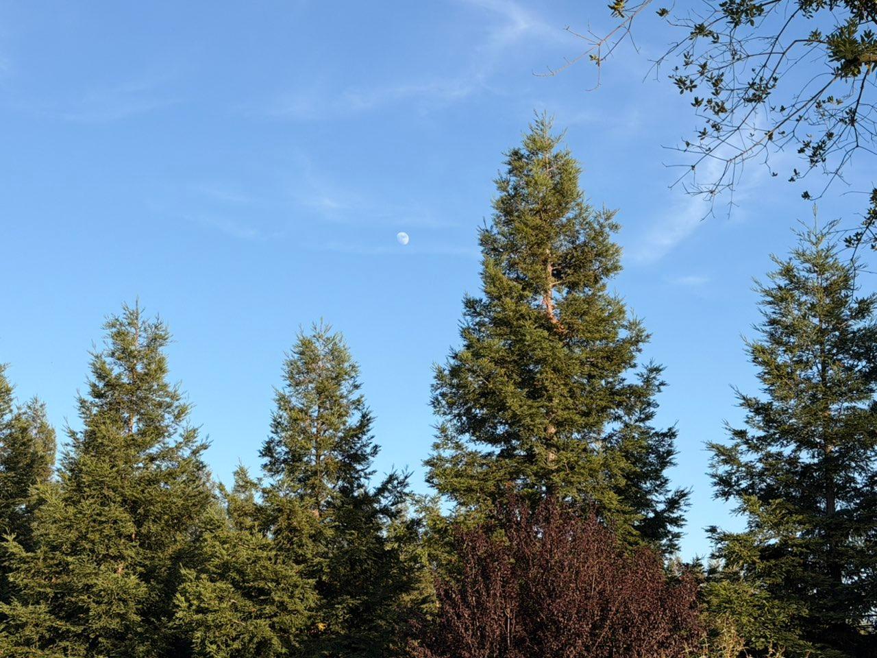 The Moon over Lodi, United States — waxing gibbous, Lunar Day 12