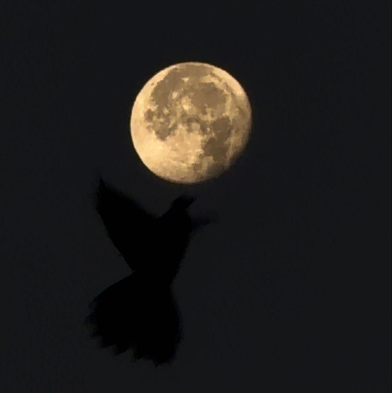The Moon over Honolulu, United States — waning gibbous, Lunar Day 19