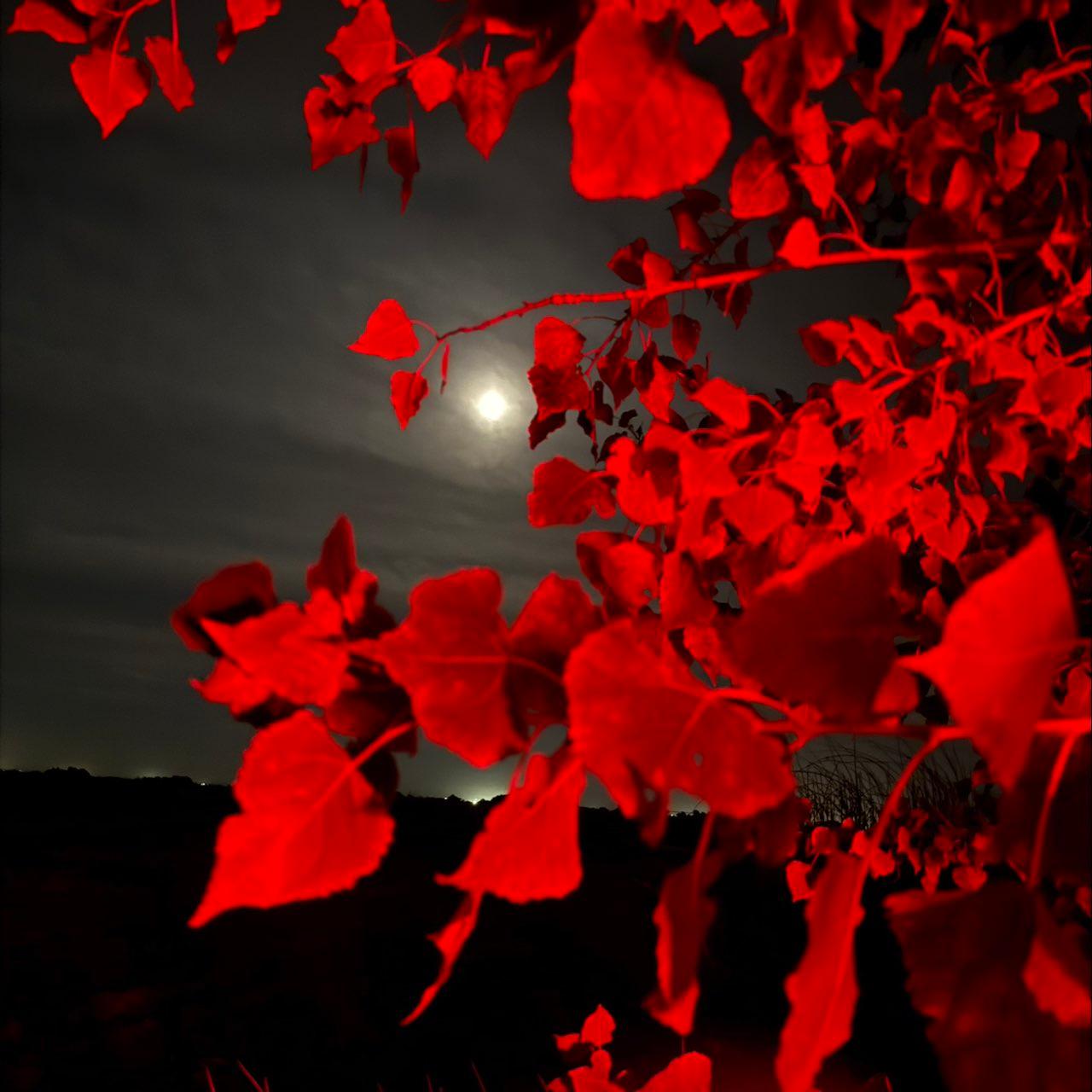The Moon over Lodi, United States — first quarter, Lunar Day 10