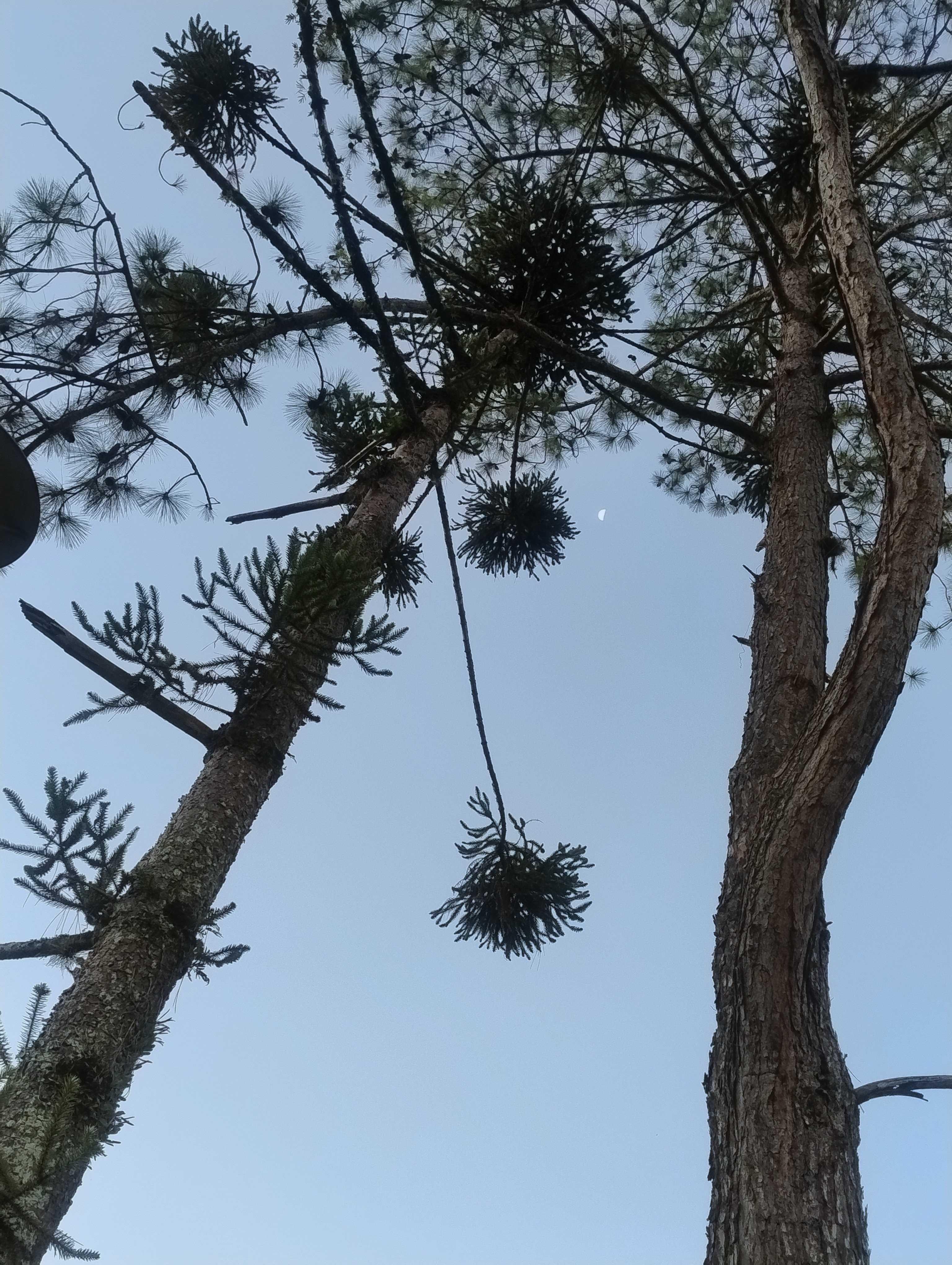 The Moon over Brasil — first quarter, Lunar Day 9
