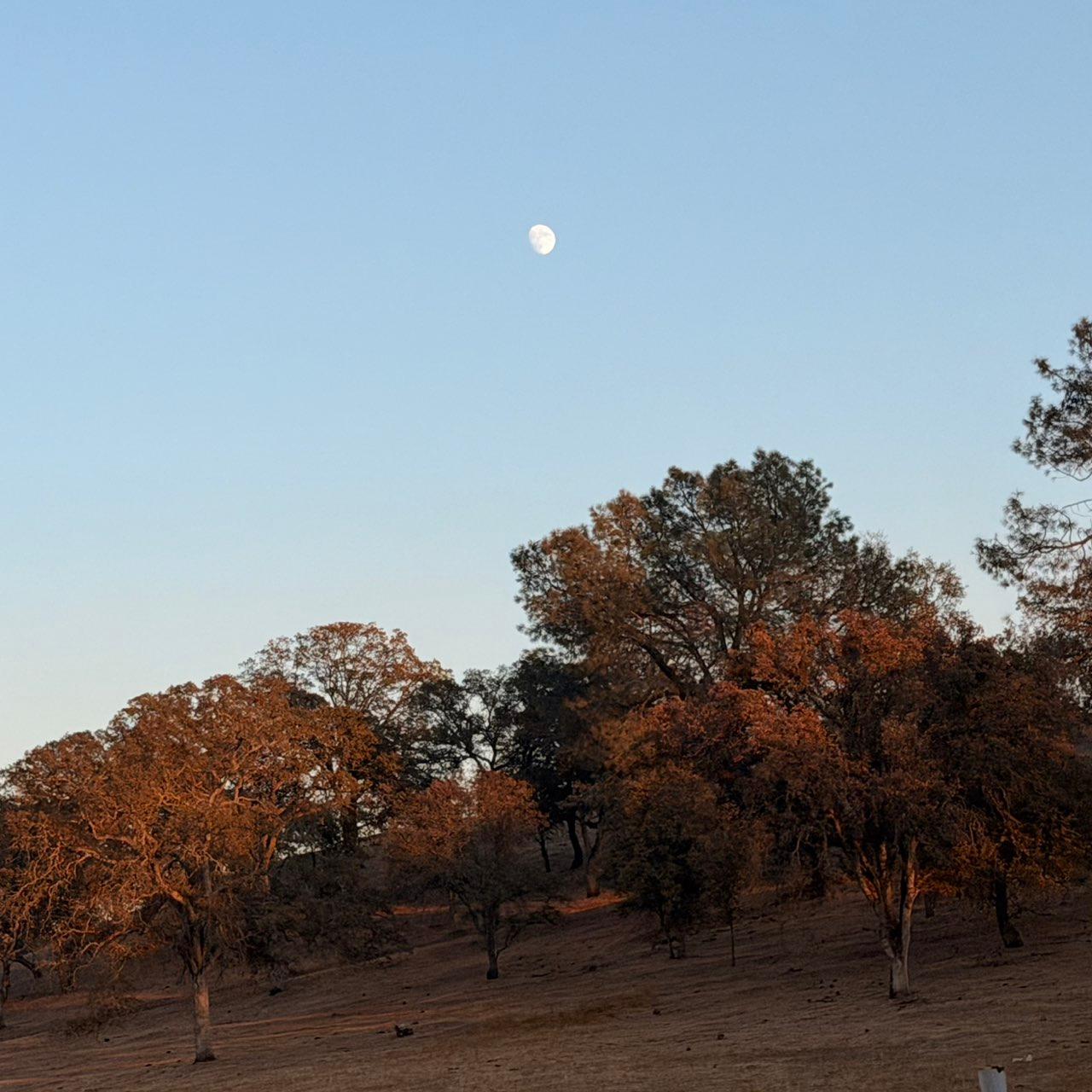 The Moon over Burson, United States — waxing gibbous, Lunar Day 13