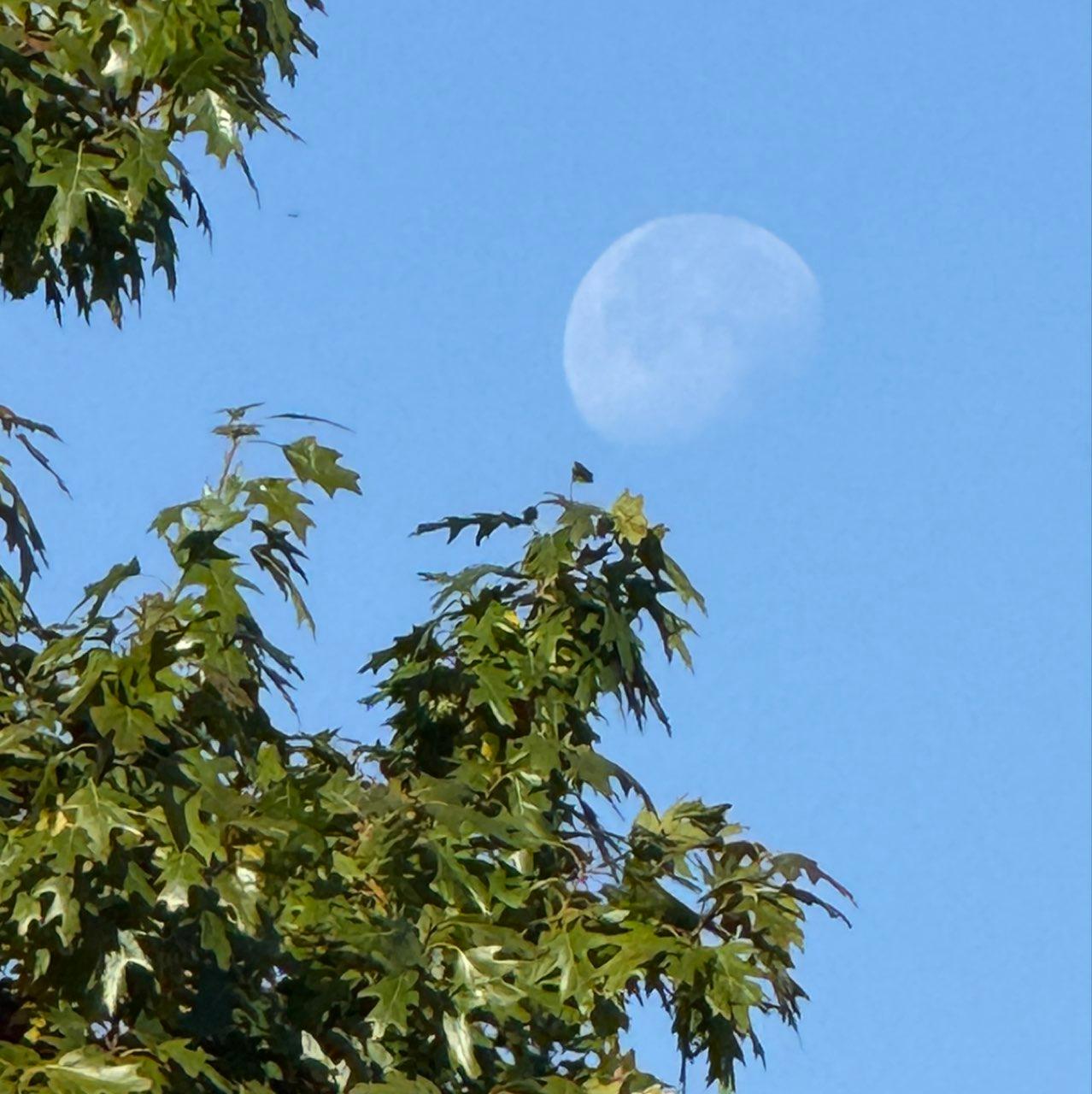 The Moon over Ladue, United States — waning gibbous, Lunar Day 19