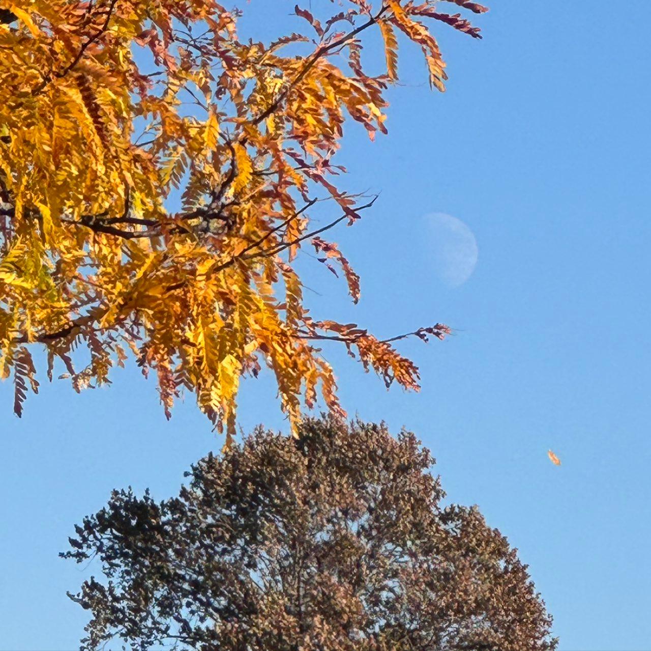 The Moon over Liverpool, United States — waxing gibbous, Lunar Day 11