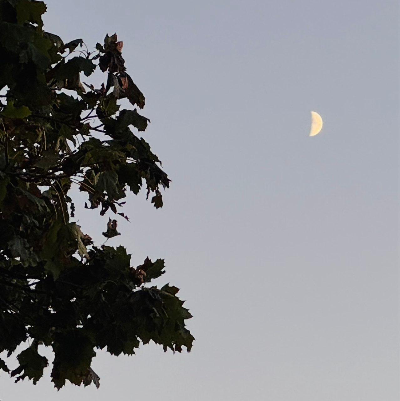 The Moon over Rochester, United States — first quarter, Lunar Day 8
