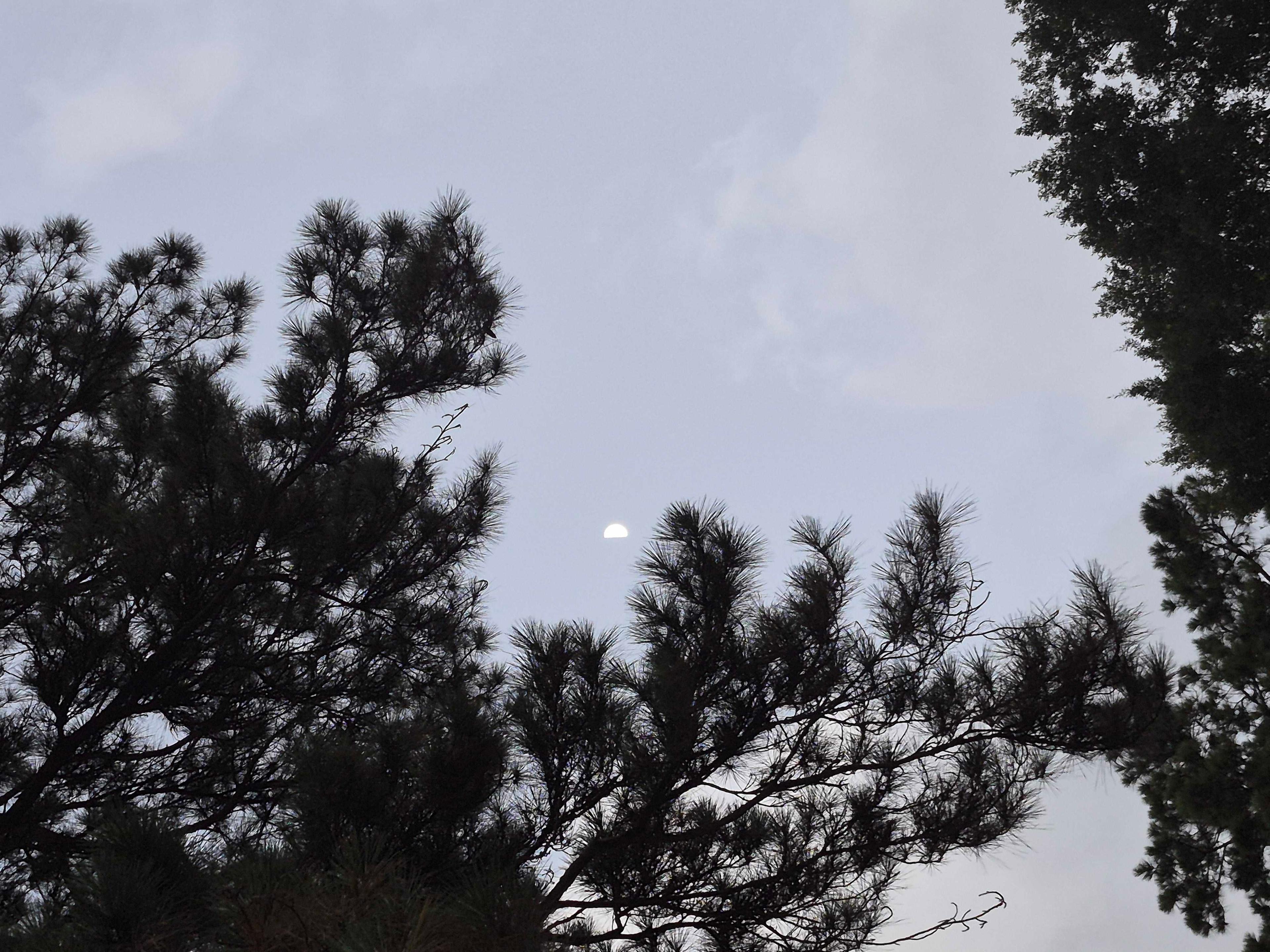 The Moon over Conroe, United States — first quarter, Lunar Day 8