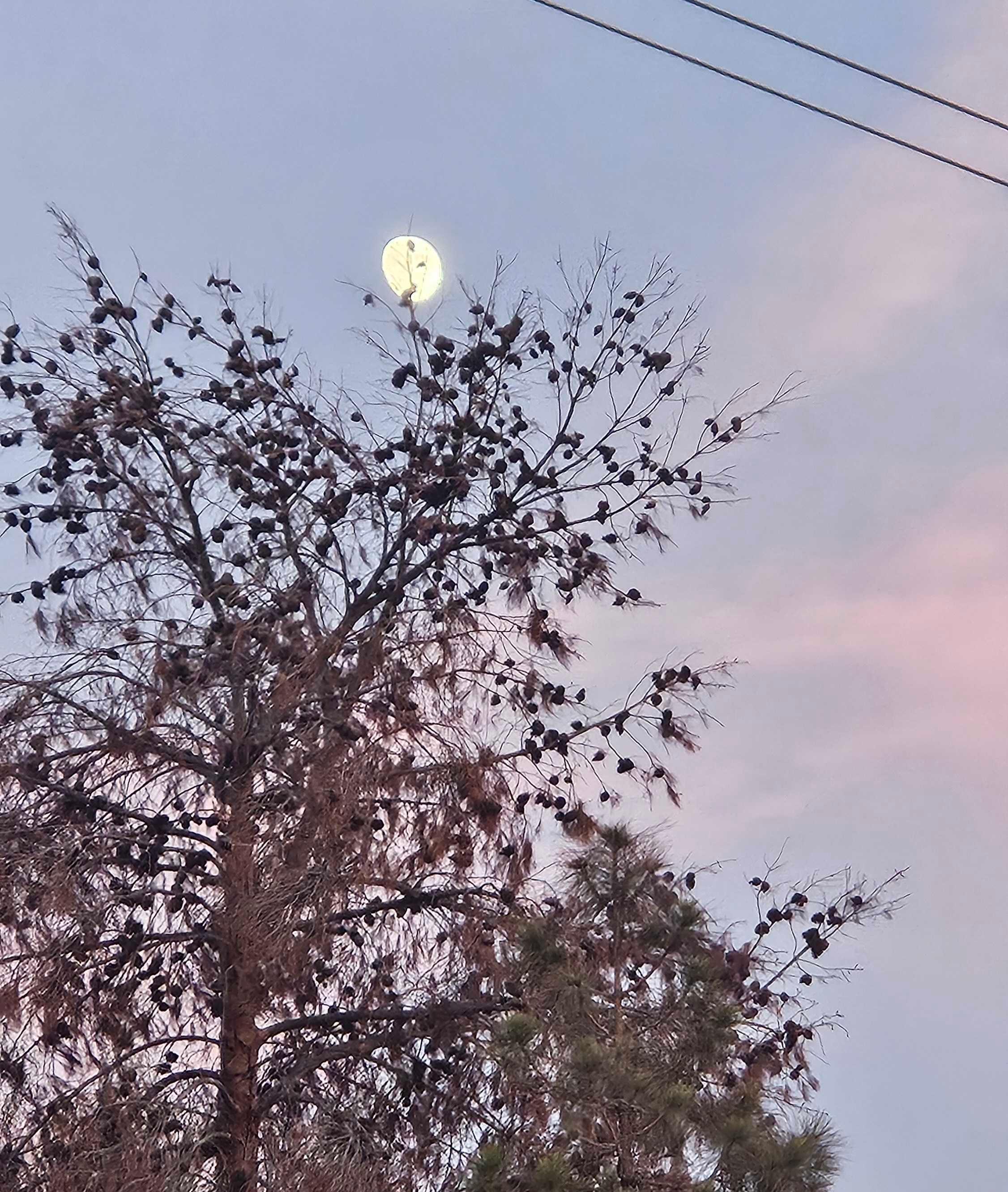 The Moon over Spring Valley, United States — waxing gibbous, Lunar Day 14