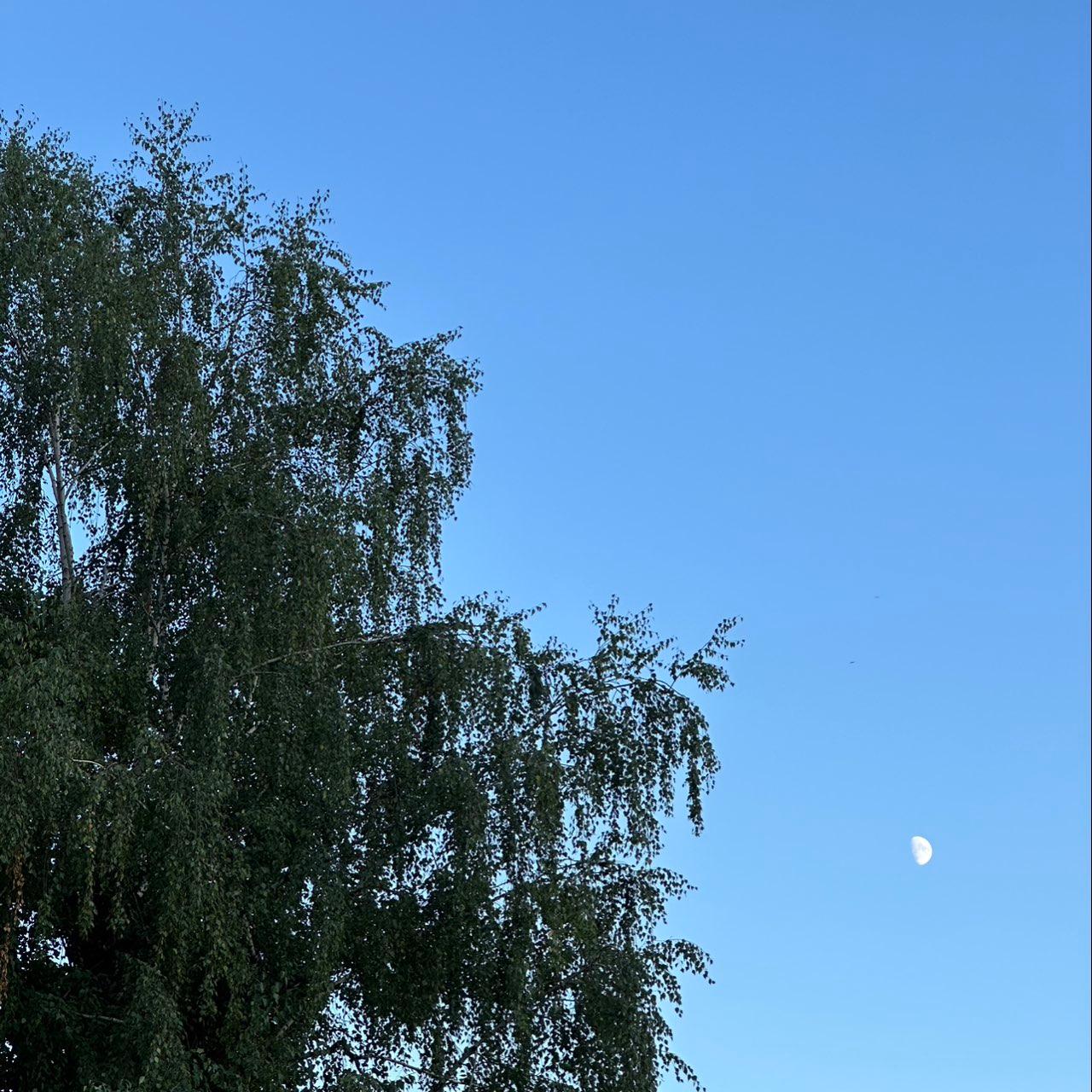 The Moon over Udine, Italia — waxing gibbous, Lunar Day 12