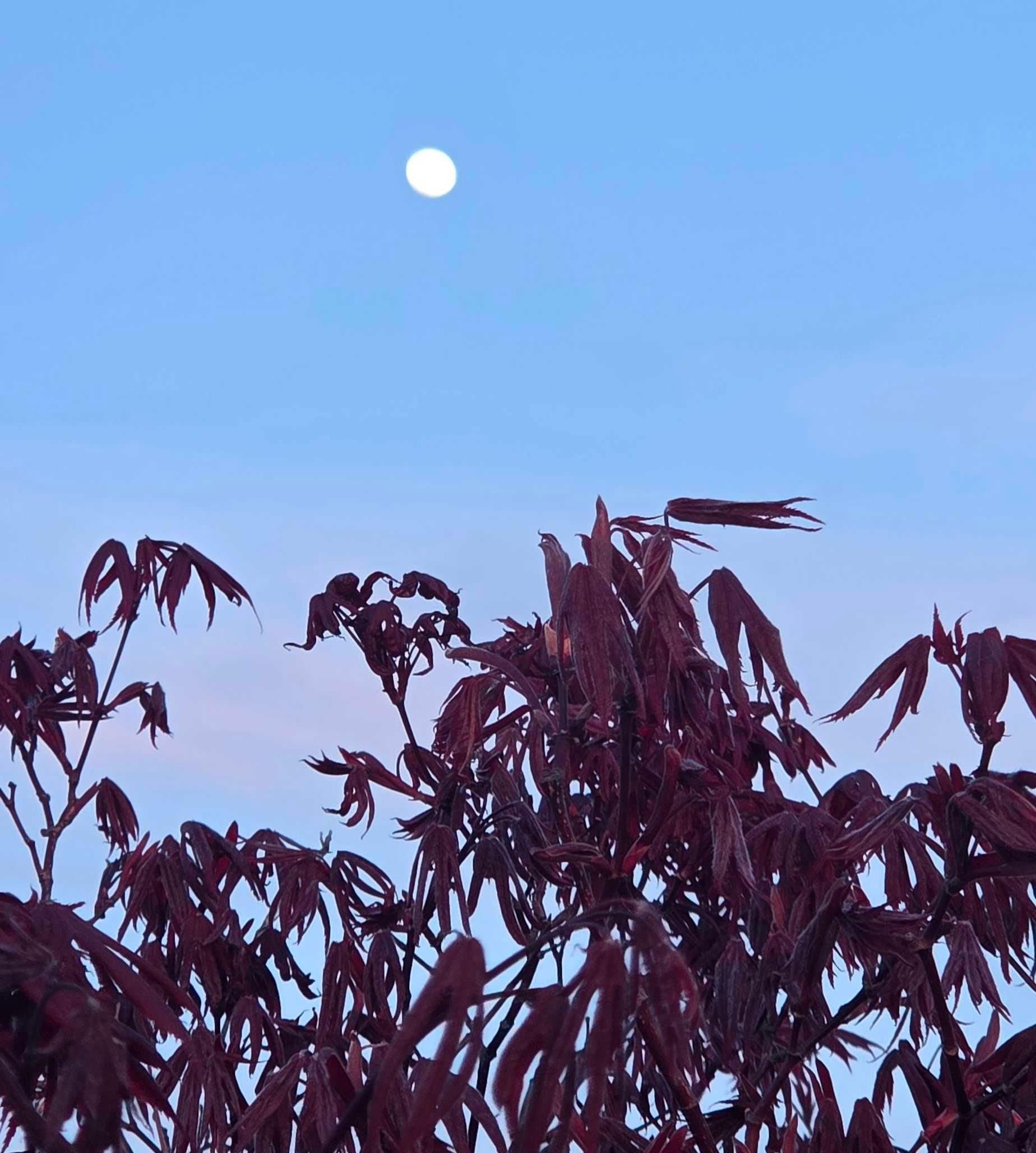 The Moon over Trieste, Italia — waxing gibbous, Lunar Day 13