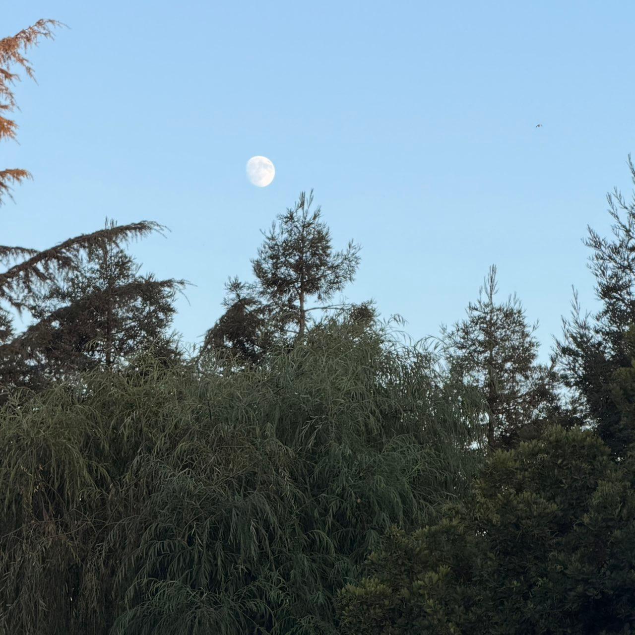 The Moon over Lodi, United States — waxing gibbous, Lunar Day 14