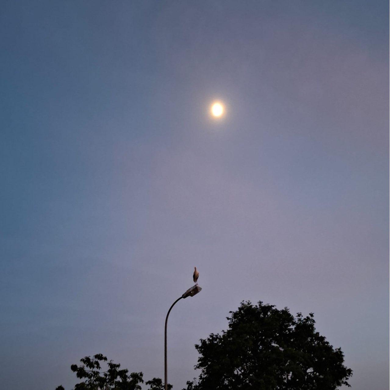 The Moon over Katzweiler, Deutschland — first quarter, Lunar Day 9