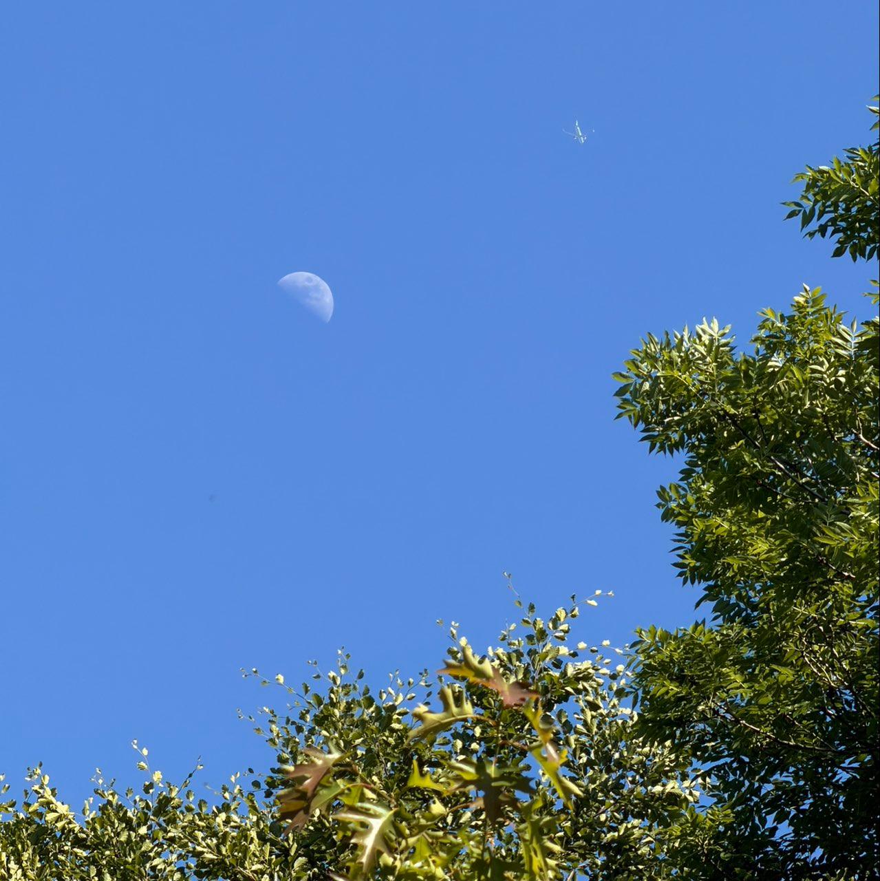 The Moon over Altendorf, Schweiz — first quarter, Lunar Day 8